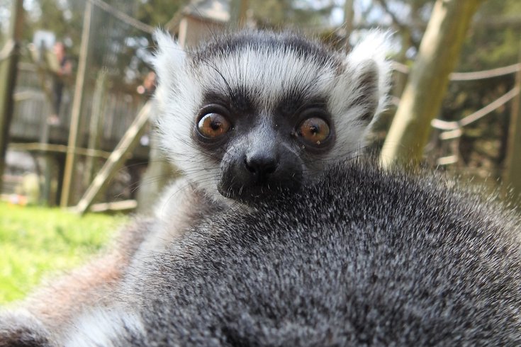 cape may zoo lemur baby