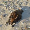 Bird Seasonal Flu