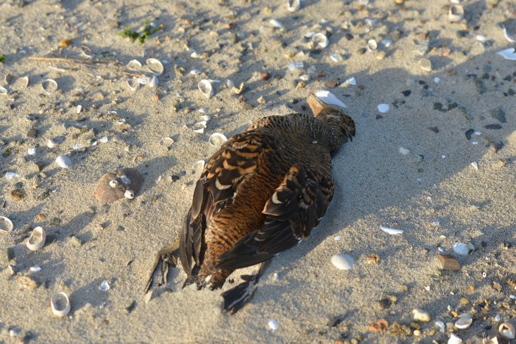 Bird Seasonal Flu