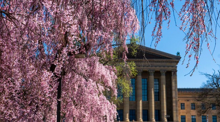 Museum of art cherry blossoms