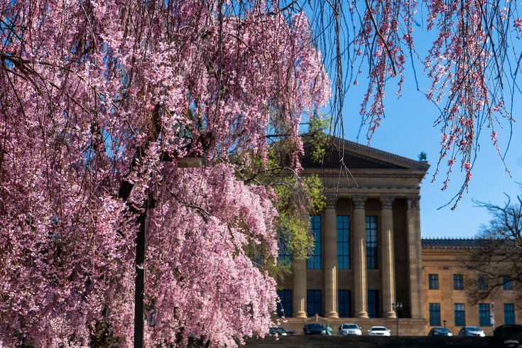 Museum of art cherry blossoms