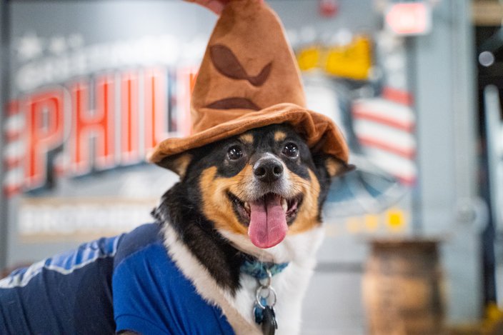craft hall quidditch dog