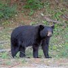Black bear Chester County