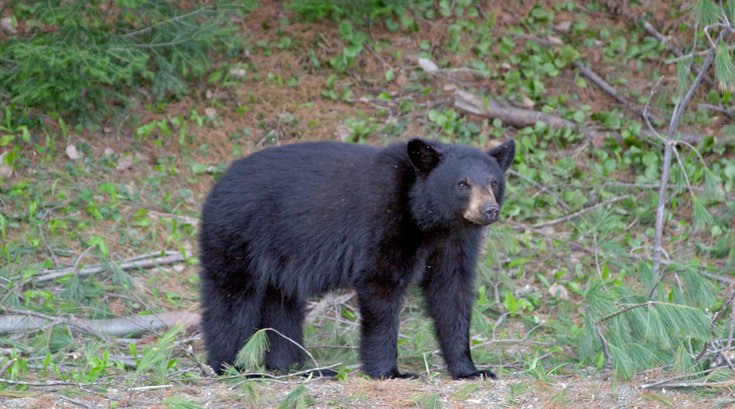 Black bear Chester County