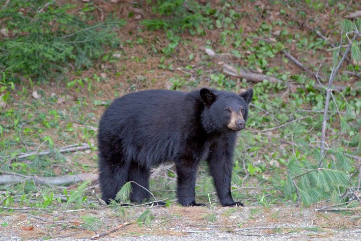 Black bear Chester County