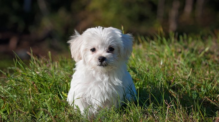 0429_Maltese