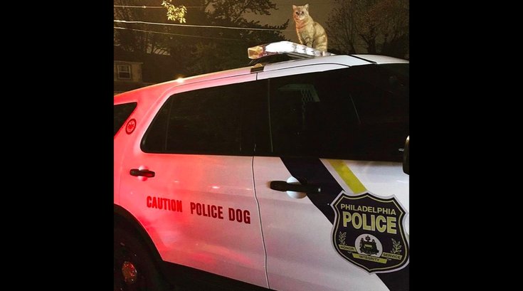 043017_cat_police