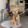 paws dock street brewery
