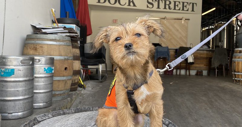 Dock Street Brewing Co., Philadelphia Animal Welfare Society collaborate on IPA benefiting homeless pets - Vimarsana News