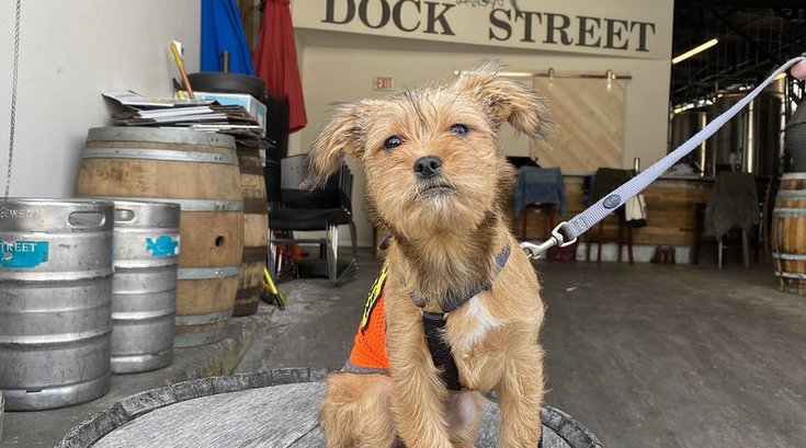 paws dock street brewery