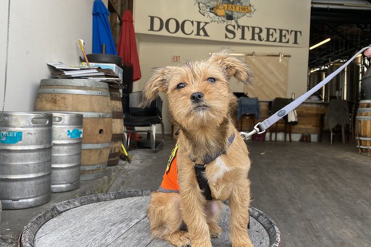 paws dock street brewery