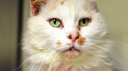Rescue Me: Taz