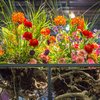 Carroll - 2018 PHS Philadelphia Flower Show