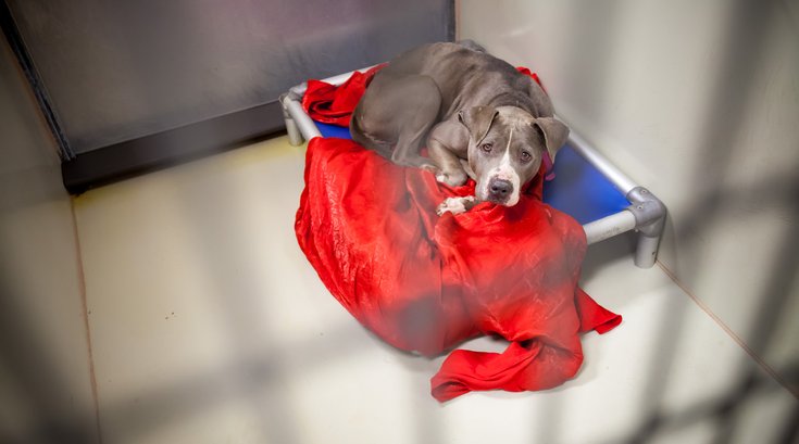 Carroll - ACCT Philadelphia Animal Shelter