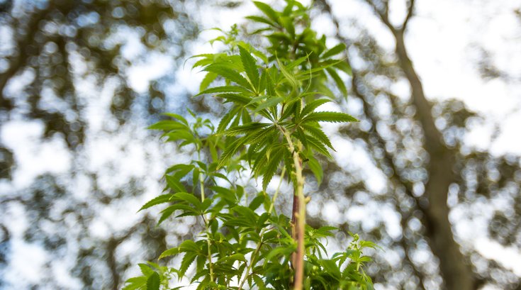 Carroll - Pup Up Weed Garden