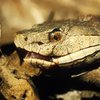 Copperhead Snake Head 05012019