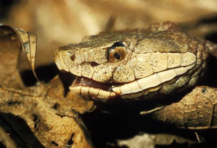 Berks County Woman Bitten By Venomous Copperhead Snake While Doing Laundry In Her Basement Phillyvoice