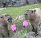 cape may county zoo capybara