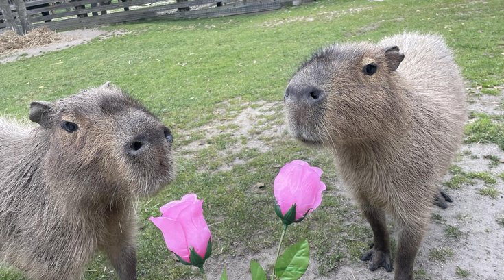 cape may county zoo capybara