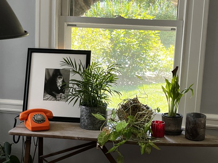Indoor plants mental health