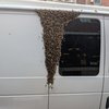 Bee swarm Tria