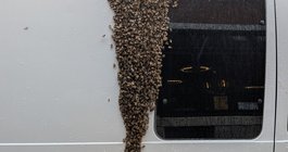 Bee swarm Tria