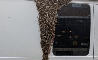 Bee swarm Tria