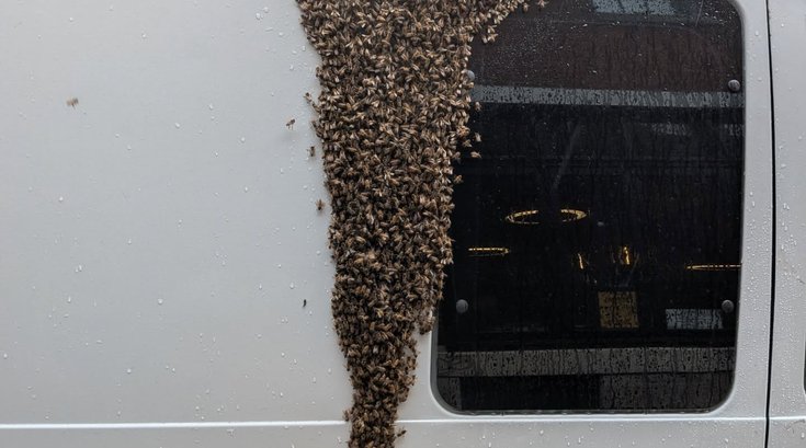 Bee swarm Tria