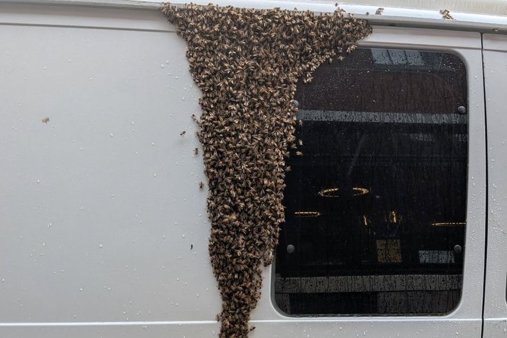 Bee swarm Tria
