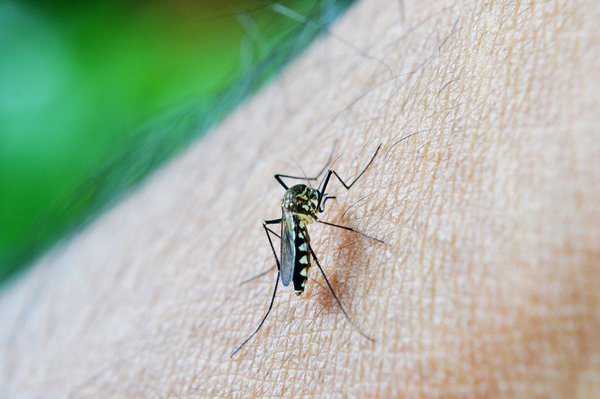 Mosquito repellent