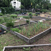 Community Gardens Philly
