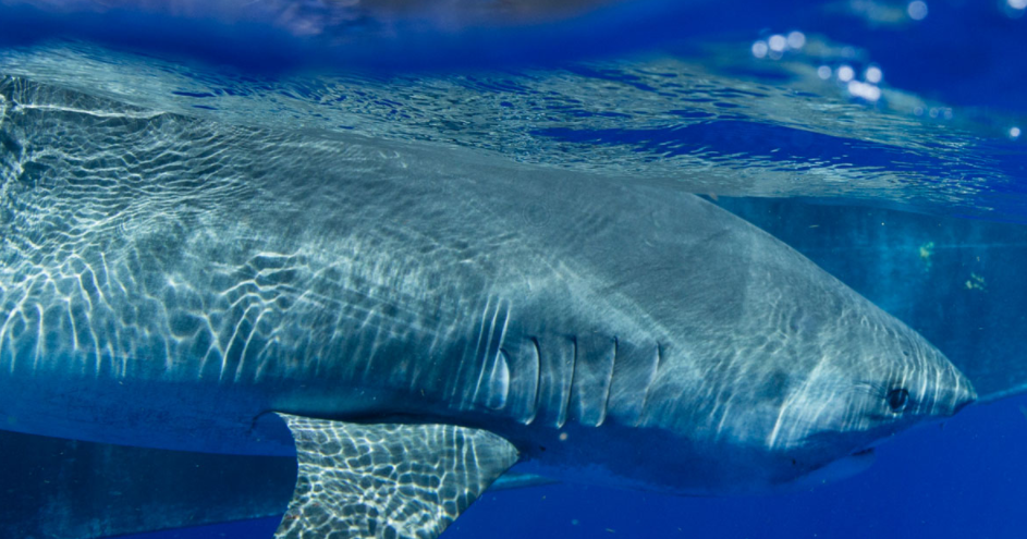 Great White Shark Spotted Near Jersey Shore