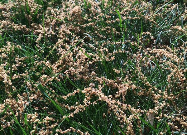 05122015_pollen_Montco