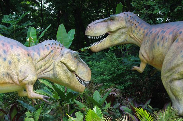 Dino Don Shark Tank