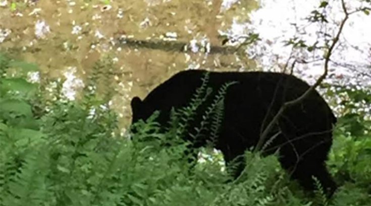 05132016_bear_fairmountpark_FOTW