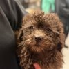 Dog neglect rescue Delco