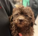 Dog neglect rescue Delco