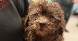 Dog neglect rescue Delco