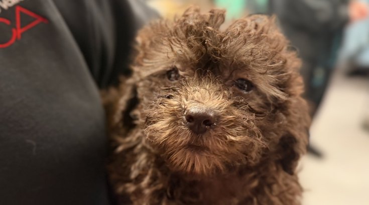 Dog neglect rescue Delco