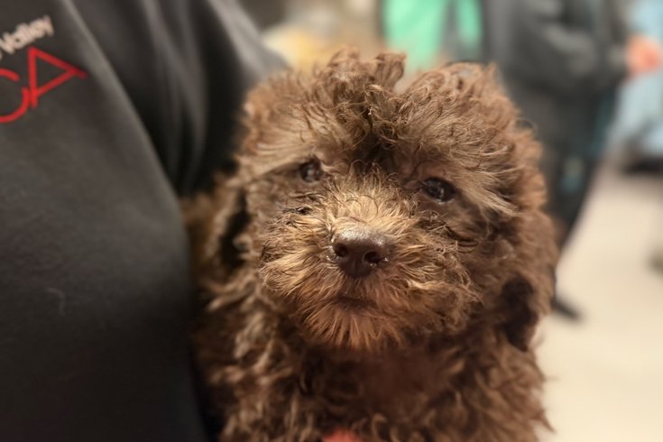 Dog neglect rescue Delco
