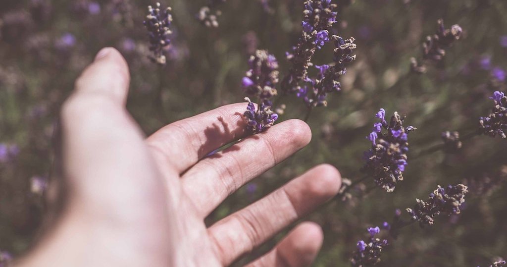 Lavender is rising through the ranks of antianxiety medications