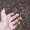 lavender anxiety treatment 