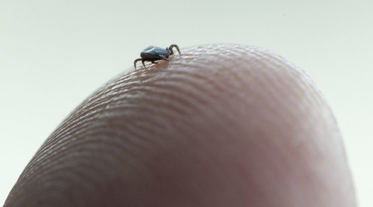 Pennsylvania Ticks Lyme