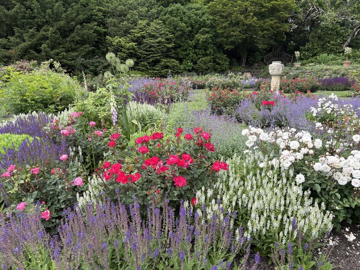 Purple, pink and white flowers in a green garden