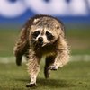 Union soccer raccoon