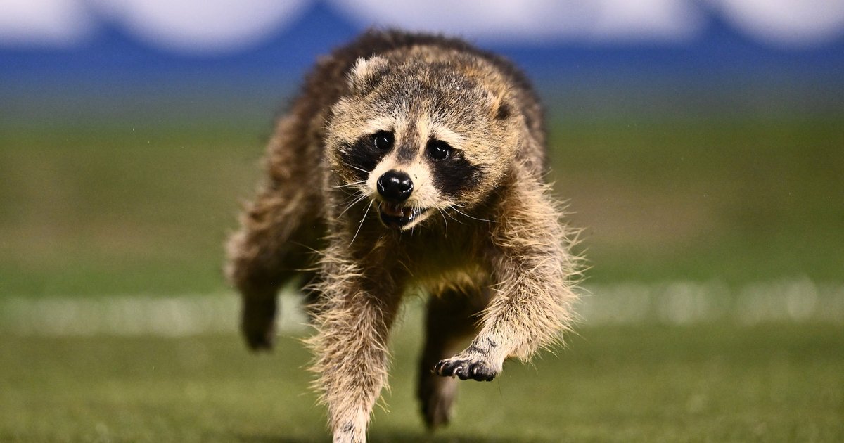 Raccoon runs onto pitch during Philadelphia Union soccer match against