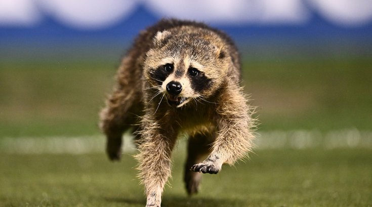 Union soccer raccoon