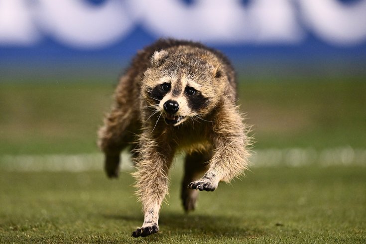 Union soccer raccoon