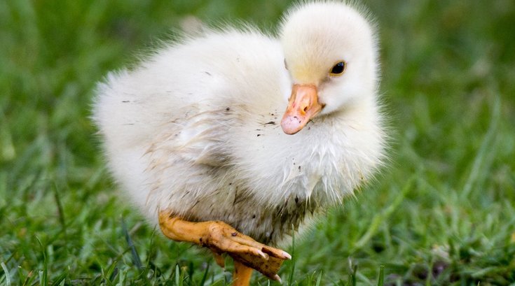 salmonella outbreak chicks ducklings 