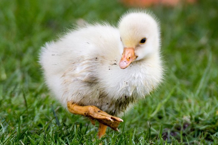 salmonella outbreak chicks ducklings 